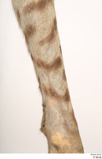 Striped Hyena Hyaena hyaena leg 0004.jpg